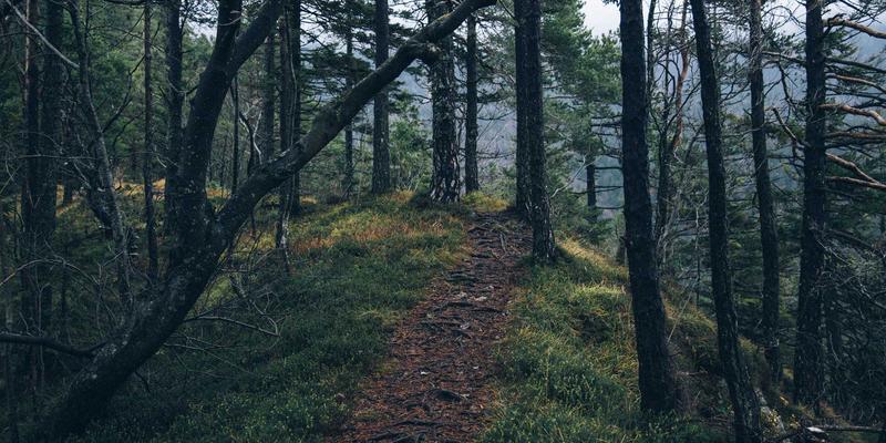 CHN QMP框架：驱动软件开发与网络安全的双重革新