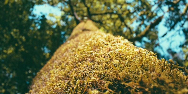 智能守护网络边界：基于AI的网络流量分析与异常检测运维实践